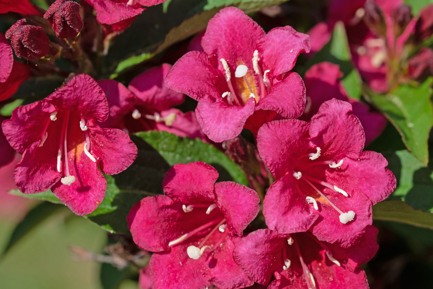 weigelia