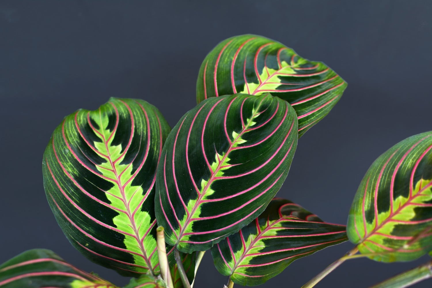 Maranta