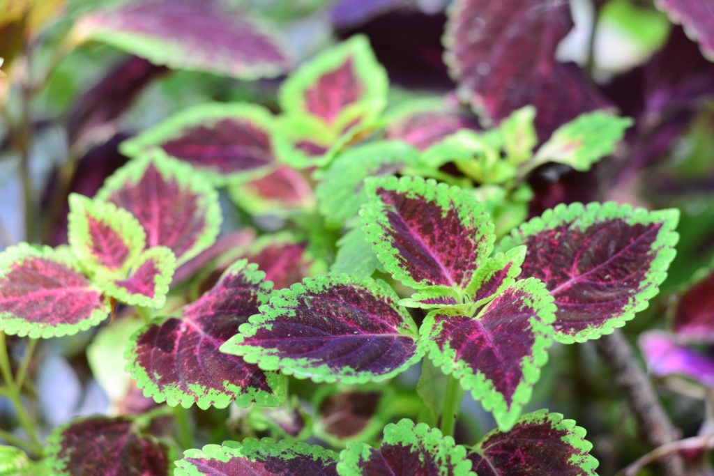 coleus kong