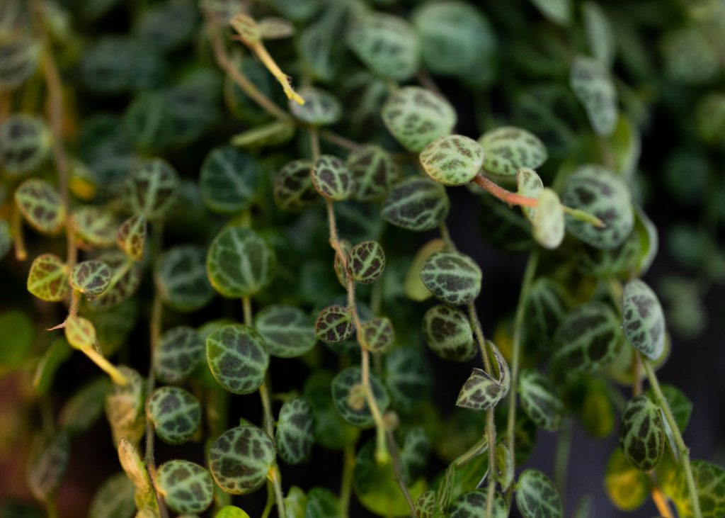 peperomia close up