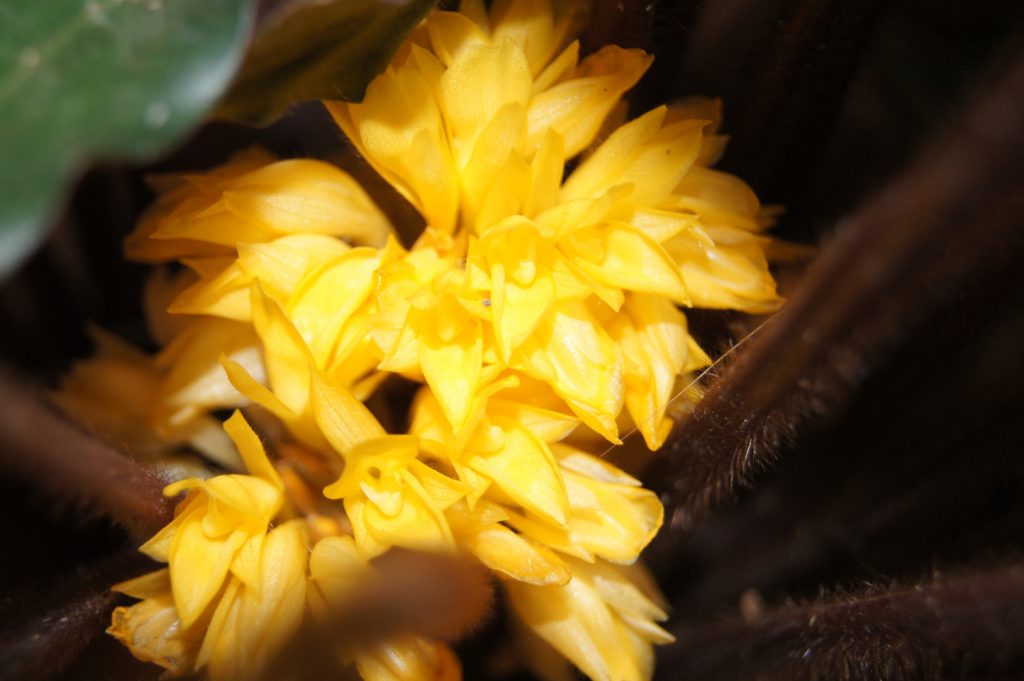 Calathea Rufibarba bloem