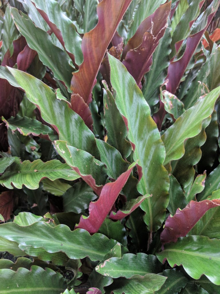 verzorgen van de Calathea Rufibarba