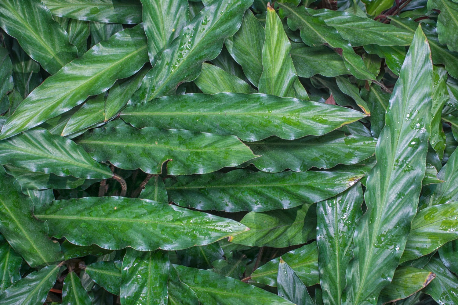 Calathea Rufibarba