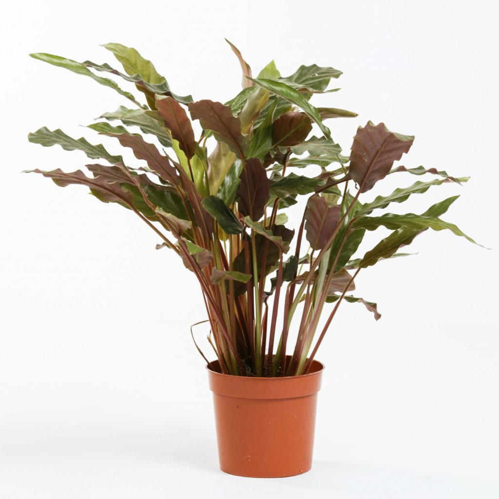 calathea rufibarba wavestar
