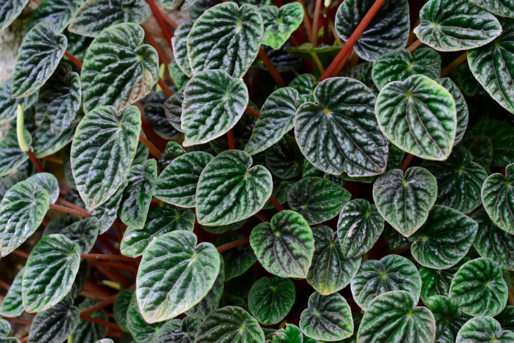 Peperomia Caperata