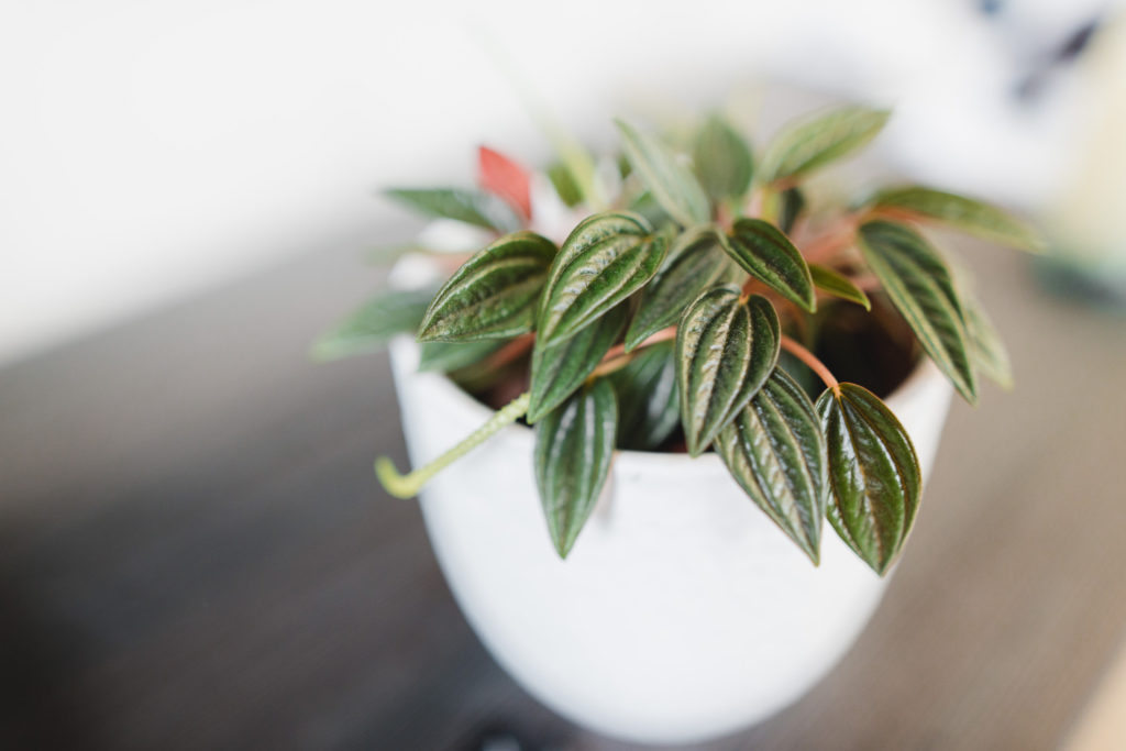 Peperomia Caperata verzorging