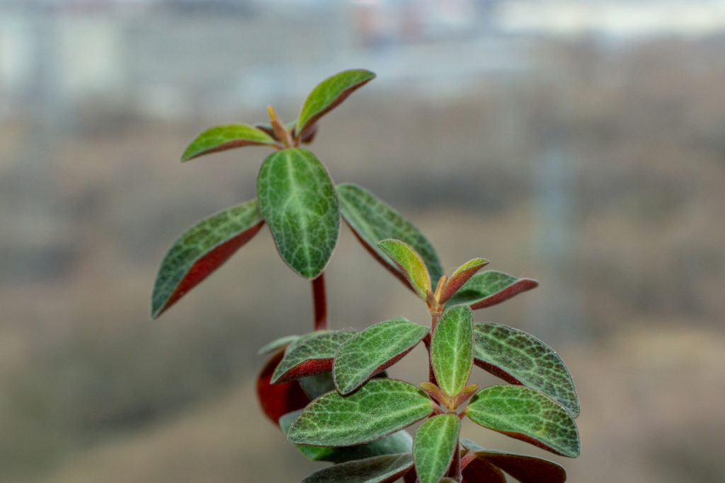 Peperomia Verticillata Red Log