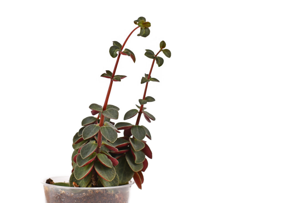 Peperomia Verticillata stekken