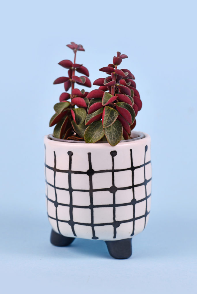 Peperomia Verticillata red log verzorging