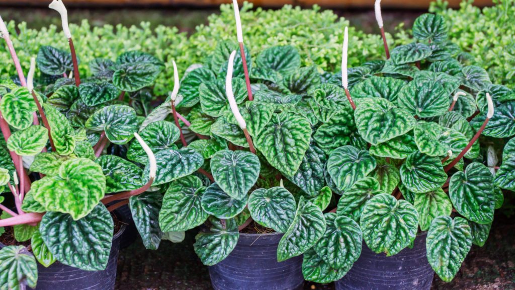peperomia caperata lilian