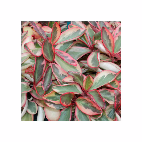 Peperomia Clusiifolia