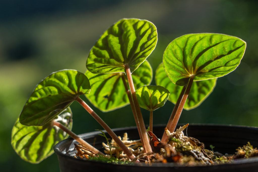 rattenstaart plantje