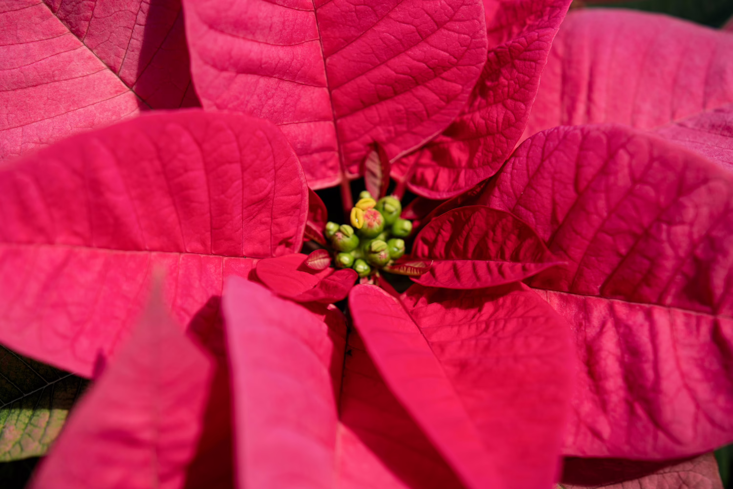 kerstster