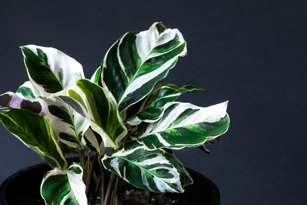 Calathea Fusion White