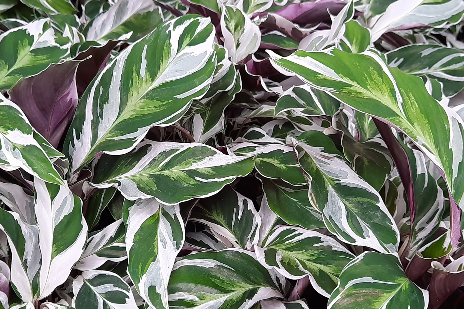 Calathea White Fusion