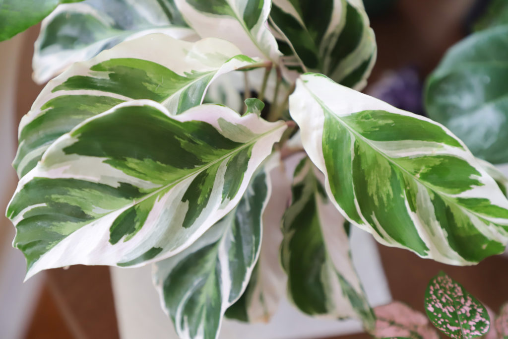 Calathea lietzei white fusion