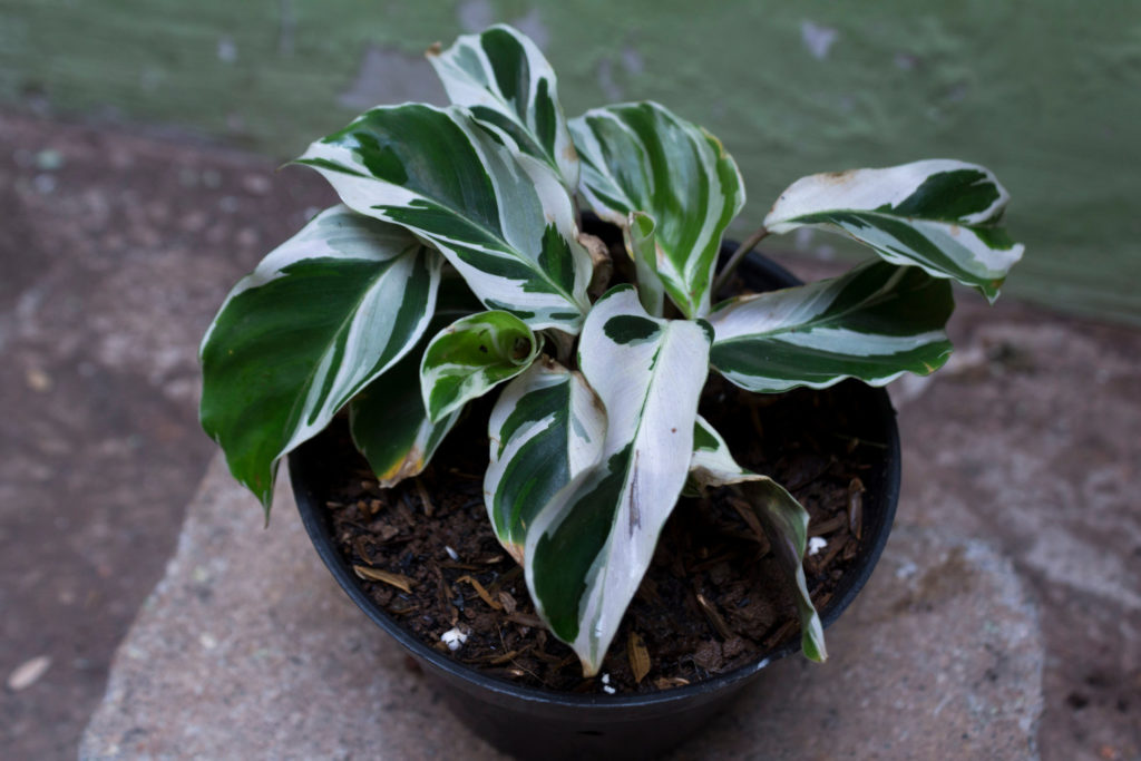 Fusion White Calathea