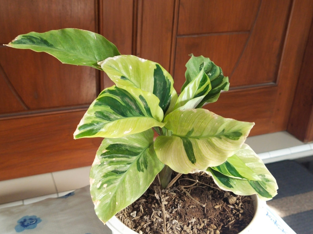 Calathea Fusion White Lemon