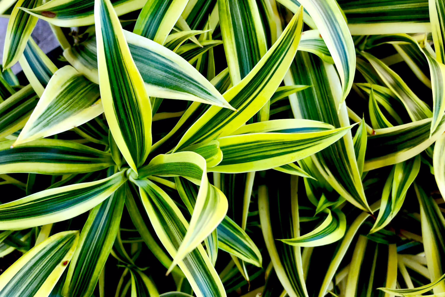 Dracaena