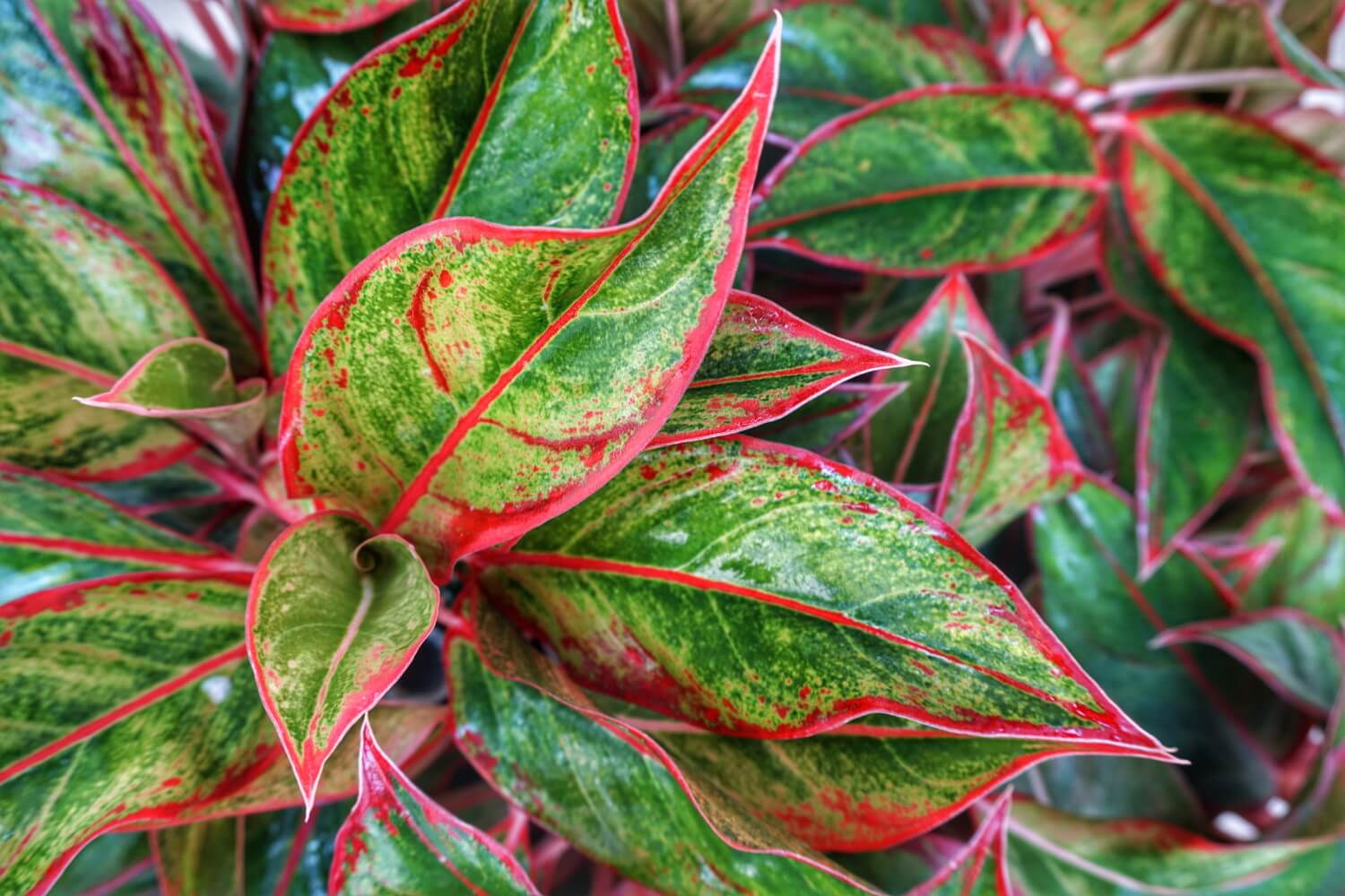 Aglaonema