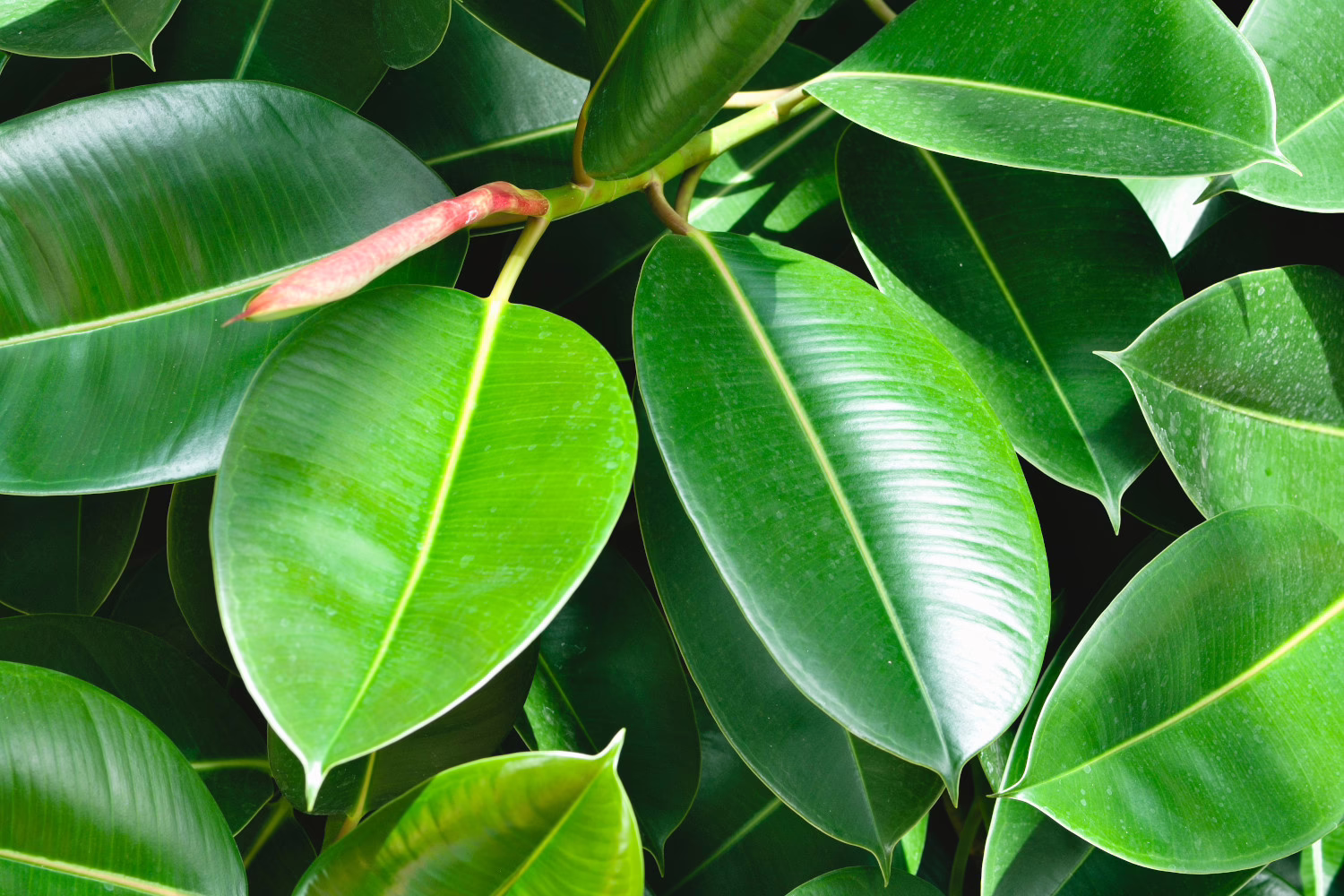 Ficus