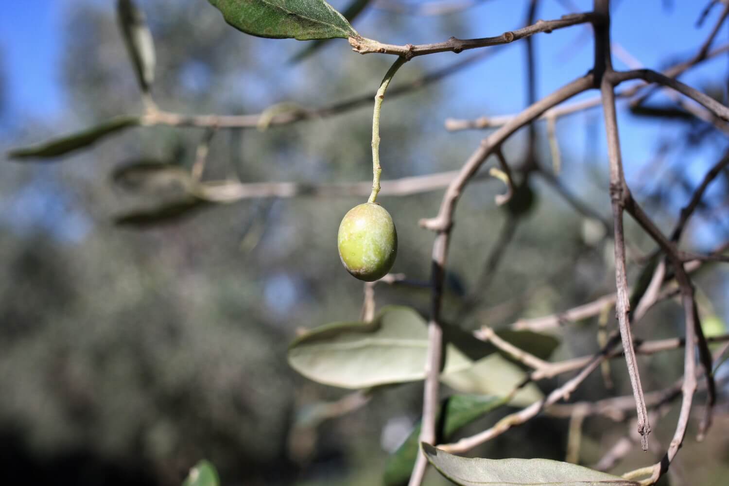 Bladverlies Olijfboom